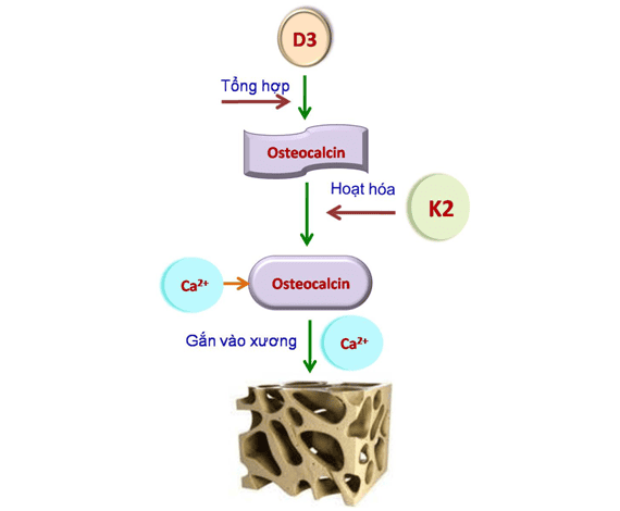 canxi-k2-vitamind-21